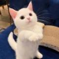 两眼不分离